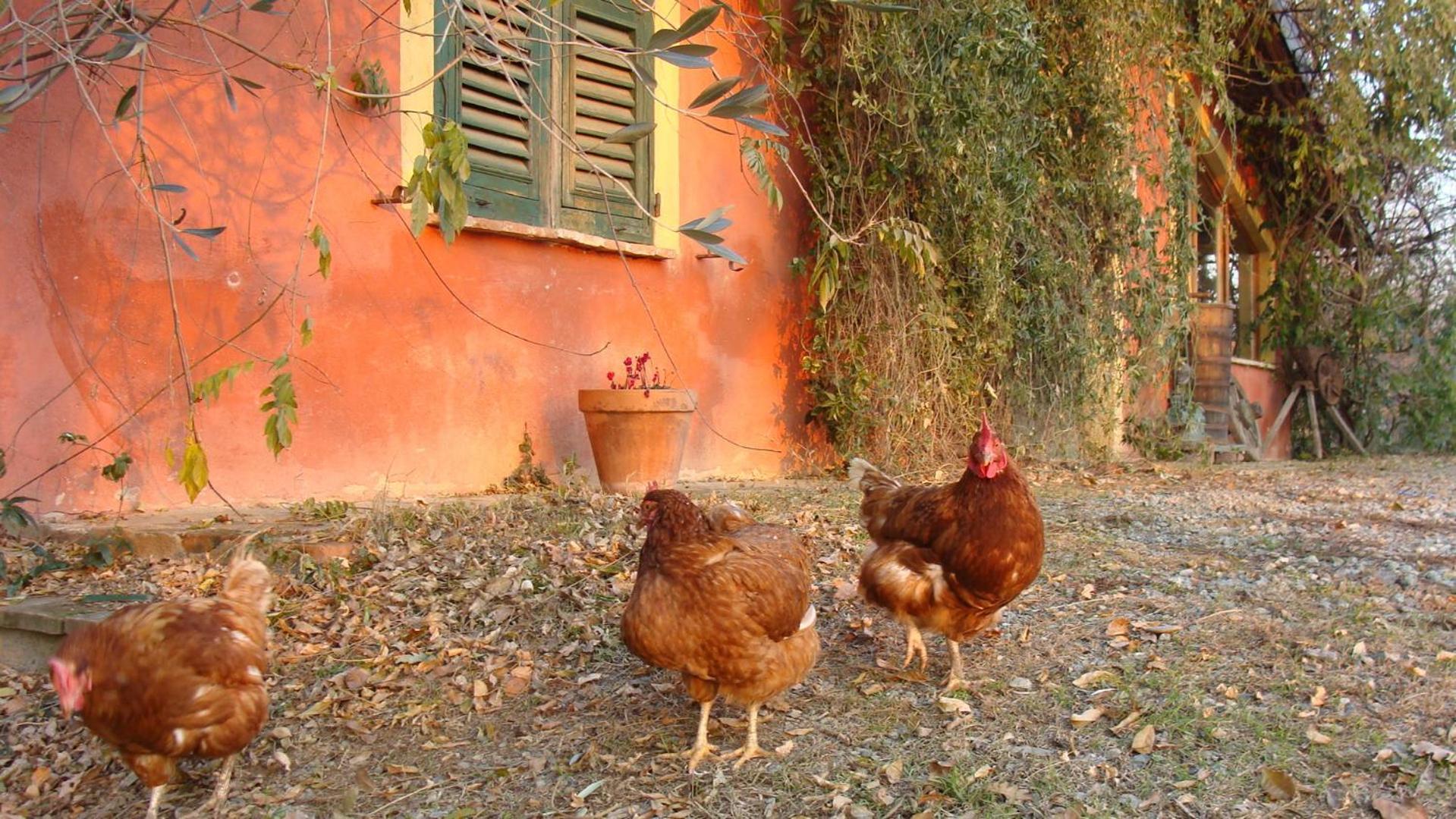 Agriturismo Cascina Degli Ulivi Novi Ligure Exterior foto